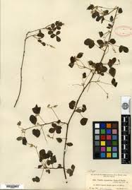 Image result for Oxalis anthelmintica