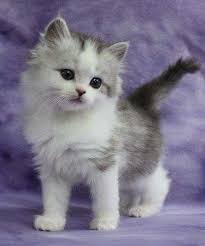 Cadi Kedi Ile Neus Kucu Aga Pasa Kucu Kellesini Ister Ve Disarda Seslice Bekler Sirnasik Kiz Sevimli Hayvan Yavrulari Sevimli Kedi Yavrulari Guzel Kediler