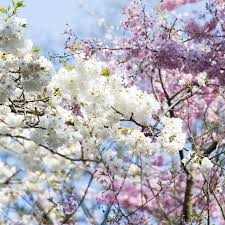 A common symbolic element in anime and other japanese media, falling sakura petals have several … The Defiant Beauty Of Cherry Blossom Season The New York Times