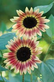 Strawberry Blonde Sunflower Helianthus Annuus Pink And Etsy Pink Sunflowers Annual Flowers Types Of Sunflowers