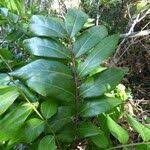 Image result for Cnestis polyphylla