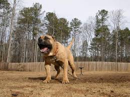 Serving nyc brooklyn, manhattan, queens, bronx, staten island, long island ny, nj, ct, ma, pa. Canary Islands Presa Canario Guard Dogs In Georgia Sanders Kennels