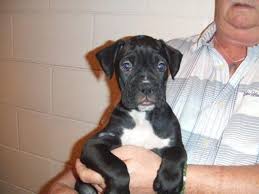 The litter is due at the end of march. Healthy Akc Boxer Puppies For Sale In Tampa Florida Classified Americanlisted Com