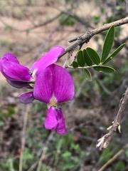 Image result for Ancylobothrys robusta