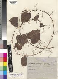 Image result for Gerrardanthus paniculatus