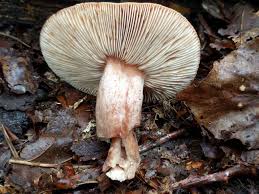 Image result for Lactarius mutabilis