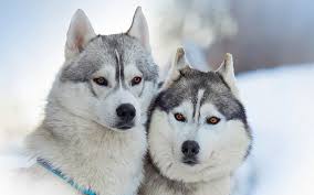 Alaskan Malamute Vs Akbash Dog Breed Comparison