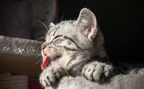 Rêver de chat déchiffrer l'authentique interprétation signification de rêver de chat dans notre dictionnaire des rêves en islam. Pourquoi Mon Chat Tire La Langue