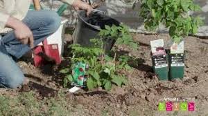 Vous pouvez planter les framboisiers en automne, pour une récolte au printemps suivant, ou au. Comment Planter Un Framboisier Youtube
