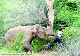 Image result for angry elephant