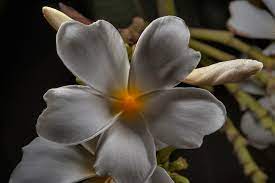 Plumeria Flower Qatar Best Flower Wallpaper