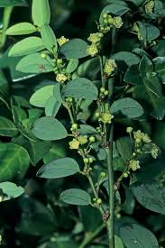 Image result for Andrachne ovalis