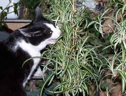 Most spiders, especially small house spiders, are generally harmless to cats. Plants That Cats Like Cat Friendly Plants Cat Plants Cat Garden