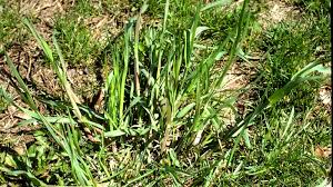 It is both decorative and beneficial to plants and soil. Lawn Weeds University Of Maryland Extension