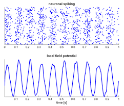 Neural Oscillation Wikipedia