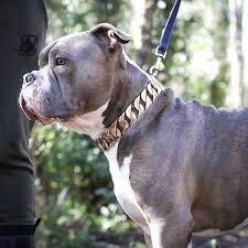 pin auf regal dog