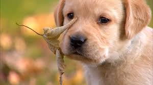 Résultat de recherche d'images pour "mignon"