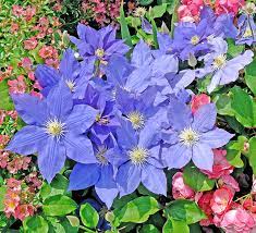 Young clematis is a deciduous climber that grows 8 to 10 feet and produces single, bluish flowers 6 to 8 inches across with a greenish white bar on the reverse side. Clematis H F Young Degroot