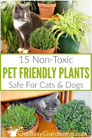 Find out which plants you can safetly grow with cats. 15 Indoor Plants That Are Safe For Cats And Dogs Plants Pet Friendly Safe House Plants Plants