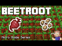 Ps3 and xbox 360 players cant use the composter minecraft. Top 5 Uses Of Beets In Minecraft Java Edition Insider Voice