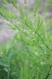 Image result for Asparagus schroederi
