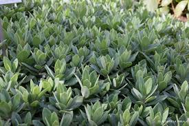 Image result for Kleinia grantii