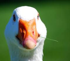 One of the reasons the commercial duck industry is built around pekins is that they grow to a heavy. Everything You Need To Know About Pekin Ducks Pethelpful