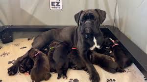 Check spelling or type a new query. Reverse Brindle Boxer Puppy Online Shopping