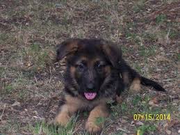 If you would like to expand your search outside of german shepherd puppies listed in dallas / fort worth, texas, then perhaps you would be interested in the following puppies. Akc German Shepherd Puppies For Sale In Georgetown Texas Classified Americanlisted Com