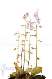 Image result for Utricularia appendiculata