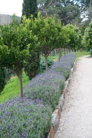50 Schone Lange Einfahrt Landschaftsgestaltung Design Ideen 20 Driveway Landscaping Landscape Design Backyard Landscaping