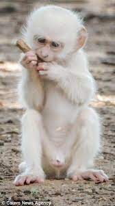 He Looks Unusual But He S All White Albino Monkey Wrestles Its Friend Rare Albino Animals Albino Animals Pet Monkey