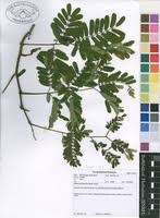 Image result for Entada chrysostachys