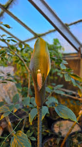 Image result for Anchomanes