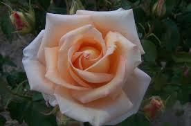 Rose Helenka Hybrid Tea Tesar Czechoslovakia 1989 Hybrid Tea Roses Rose Varieties Rose