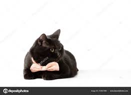 Compared to most shorthair breeds, british shorthairs are relatively calm cats when they mature. 4 526 Black British Shorthair Cat Stock Photos Free Royalty Free Black British Shorthair Cat Images Depositphotos