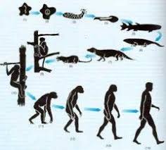 Timerime Com Evolucion Del Hombre Linea De Tiempo Evolucion Del Hombre Evolucion Biologica Evolucion De La Vida