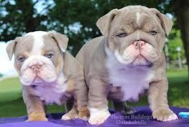 Sales tax will 6% on top of puppy price. English Bulldog Photos English Bulldog Puppies Pictures French Bulldog Pictures Bulldog Images English Bulldog Puppies Bulldog Puppies Bulldog