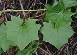 Image result for Delairea odorata