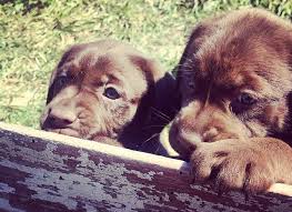 * charcoal labs due 10/3/2020 sale in louisiana, for sal we specialize in breeding top quality, charcoal and silver akc labrador puppies: Sr Iowa Chocolate Labs Home Facebook