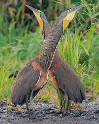 Bare Throated Tiger Heron Pet Birds Weird Birds Funny Birds