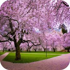 Polish your personal project or design with these cherry blossom. Cherry Blossom 4k Wallpaper Amazon De Apps Fur Android