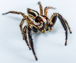 Spiders found in new york include 50 unique species from confirmed sightings by contributing members of spider id. House Spiders The 10 Most Common You Ll Find