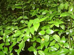 Image result for Cassinopsis