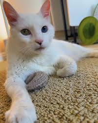 Belfast & Kohler • The FlowerHead Mafia 🌼😺 (@belfastandkohler) •  Instagram photos and videos