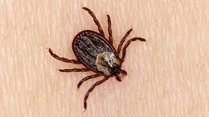 Ticks are external parasites, living by feeding on the blood of mammals, birds, and sometimes reptiles and amphibians. Can A Tick Really Paralyze A Person Abc News