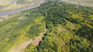 Image result for Dichilus reflexus