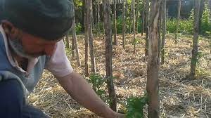 O mare importanță o are distanța dintre răsaduri, un aspect care … Cum Sa Copilesti Rosiile Youtube