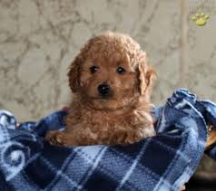 This makes pups smaller framed and lighter weight. Clyde Mini Goldendoodle Puppy For Sale In Coatesville Pa Mini Goldendoodle Puppies Goldendoodle Puppy Mini Goldendoodle