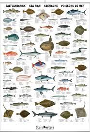 Saltwater Fish Chart Poster With Sea Fish Worldwide Delivery Fish Chart Sea Fish Saltwater Aquarium Fish